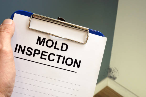 Best Biohazard Mold Removal  in Blue Mountain, MS